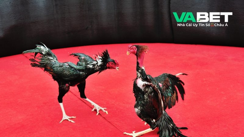 Các quy tắc cược đá gà cựa sắt tại Vabet