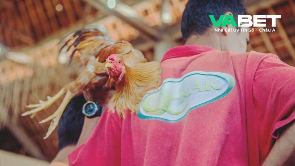 Đôi nét về trò giải trí Vabet : Đá gà cựa sắt