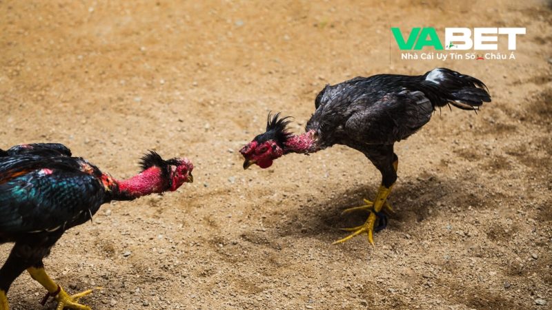 Bí quyết cá cược đá gà cựa sắt hay như cao thủ